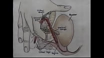 video половое воспитание обучающее видео по оргазму sex