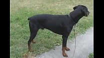 video 107044 синий баттерфляй шпион sex
