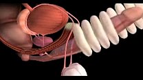 video 男性の性器とその働き sex